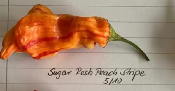 Chili / Paprika: Sugar Rush Peach Stripe 5/10