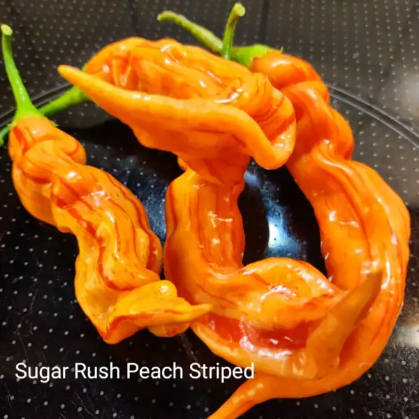 Chili / Paprika: Sugar Rush Peach Striped