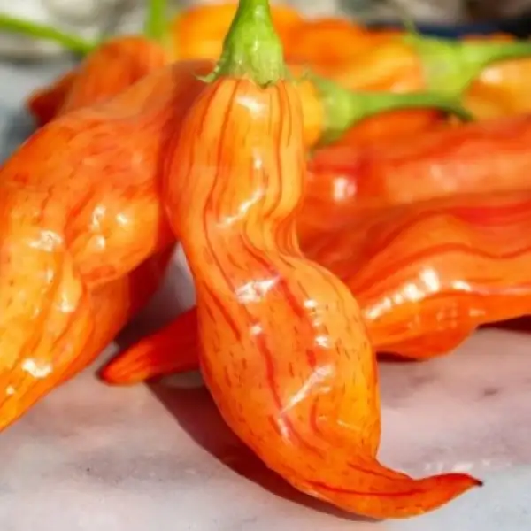 Chili / Paprika: Sugar Rush peach stripey