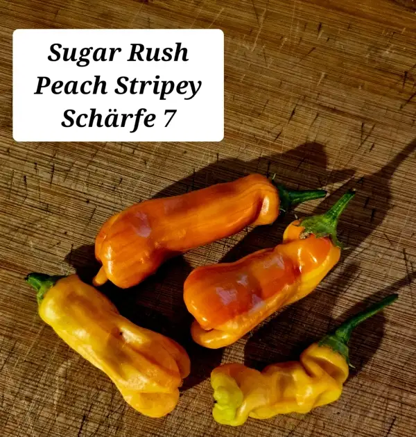 Chili / Paprika: Sugar Rush peach stripey