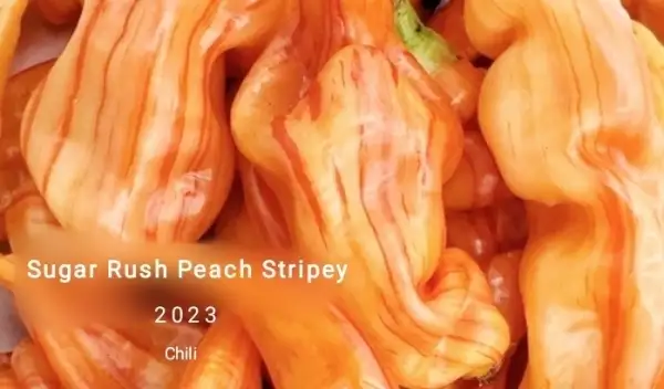 Chili / Paprika: Sugar Rush Peach Stripey (Capsicum baccatum)