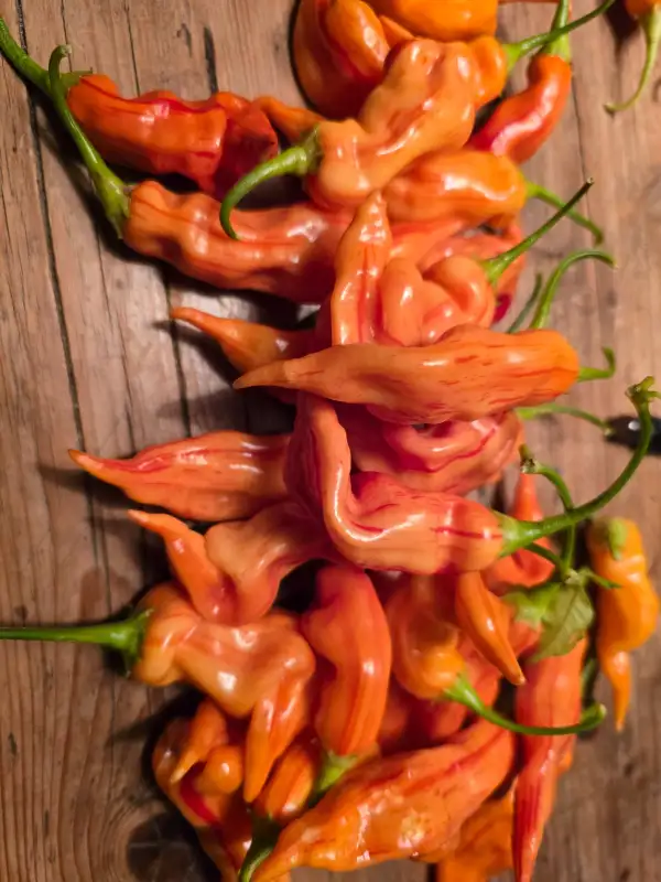 Chili / Paprika: Sugar Rush Stripey
