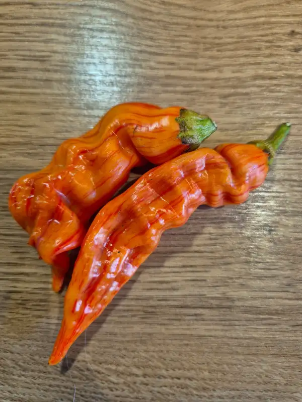 Chili / Paprika: Sugar Rush Stripey Peach