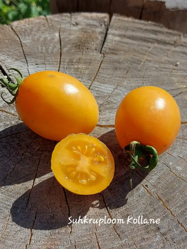 Tomaten: Suhkruploom Kollane