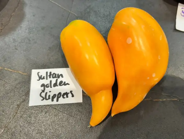 Tomaten: Sultan Golden Slippers