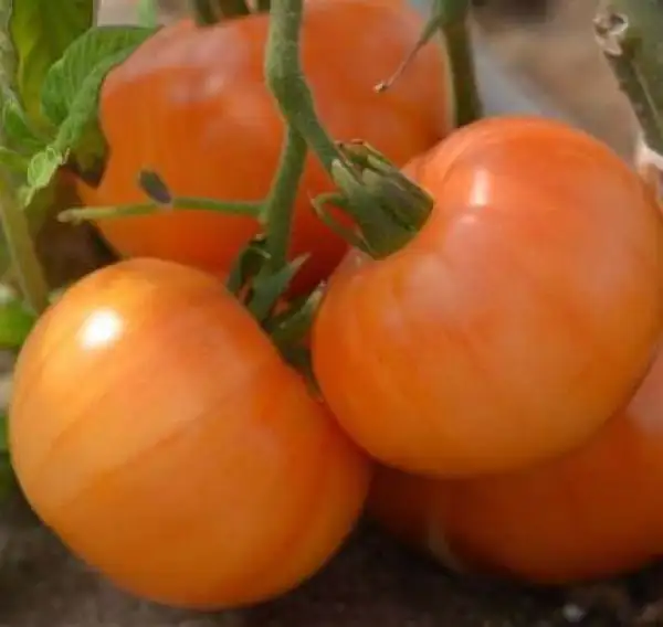 Tomaten: Summer Cider