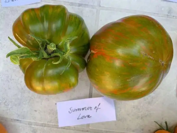 Tomaten: Summer of Love