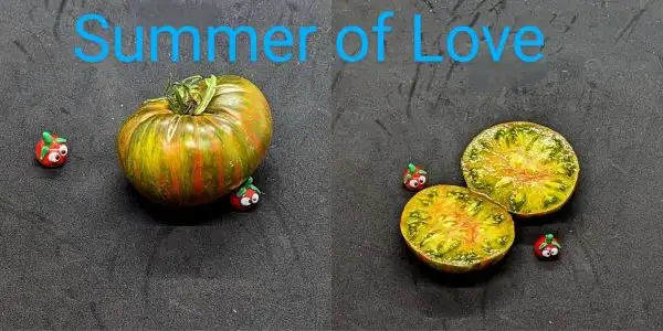 Tomaten: Summer of Love