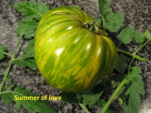 Tomaten: Summer of Love