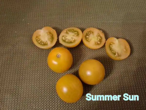 Tomaten: Summer sun