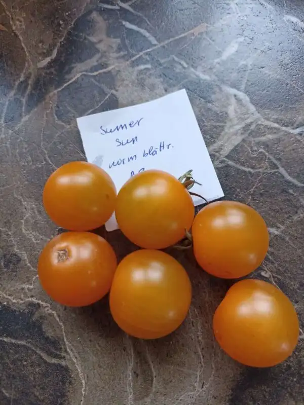 Tomaten: Summer sun