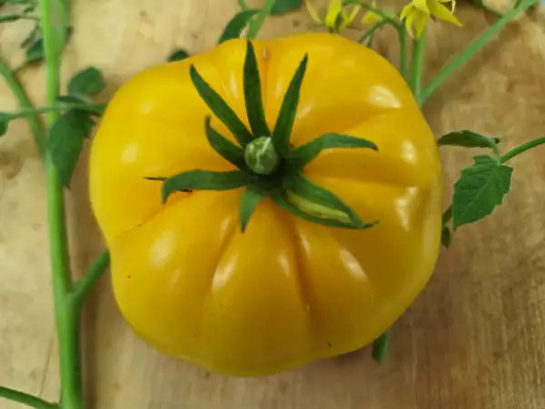 Tomaten: Summer Sweet Gold