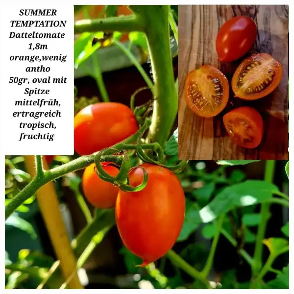 Tomaten: SUMMER TEMPTATION