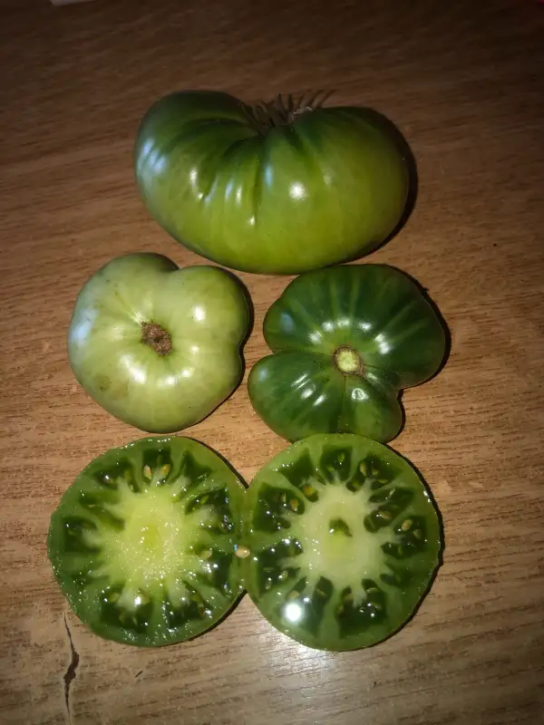 Tomaten: Summertime Green