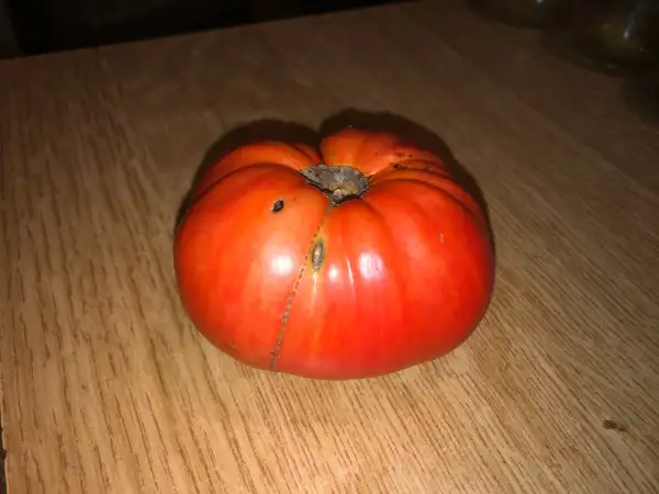 Tomaten: Sumo