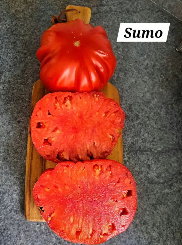 Tomaten: Sumo