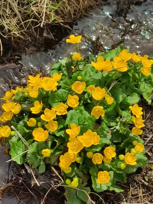 Blumen: Sumpfdotterblume