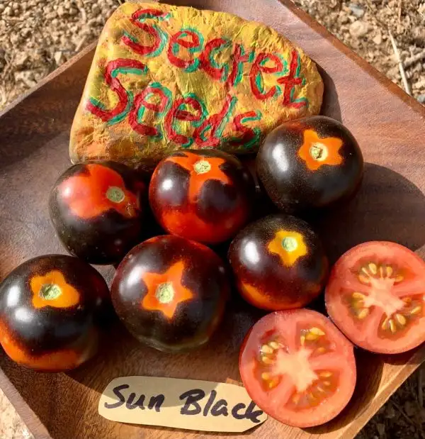 Tomaten: Sun Black