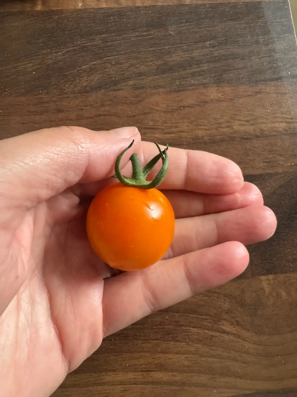 Tomaten: Sun Gold