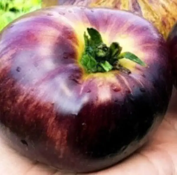 Tomaten: Sun queen