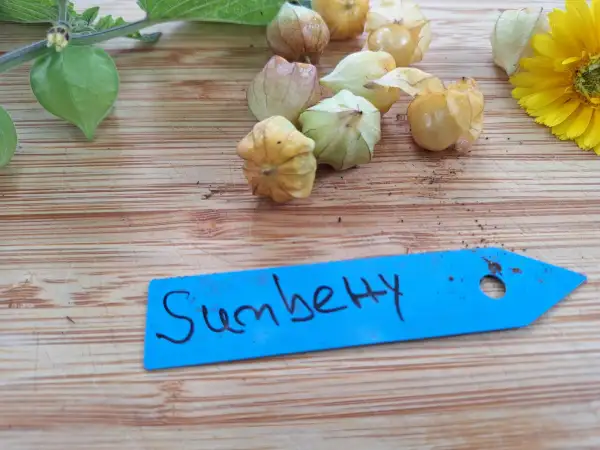 Physalis: Sunberry