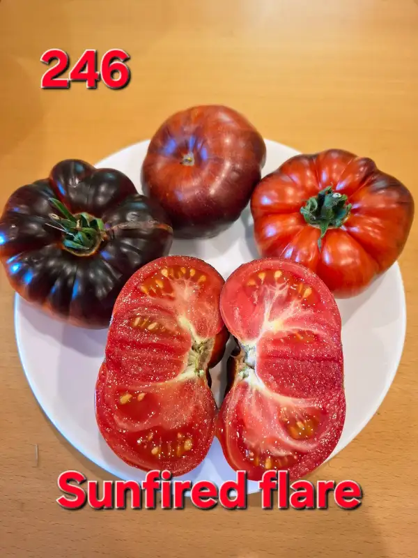 Tomaten: Sunfired flare