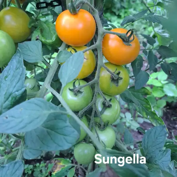 Tomaten: Sungella