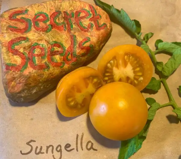 Tomaten: Sungella