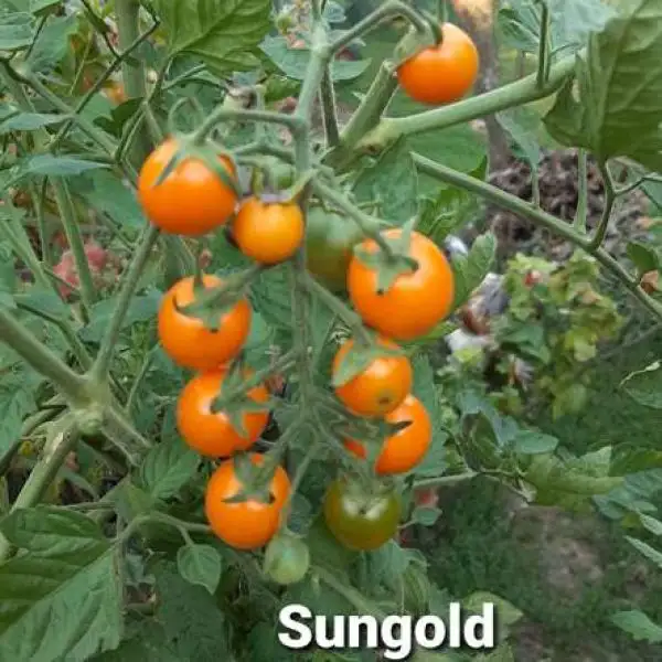 Tomaten: Sungold