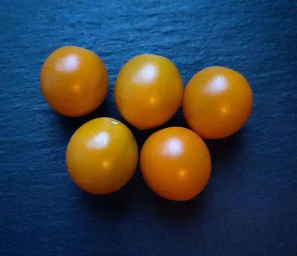 Tomaten: Sungold Select II