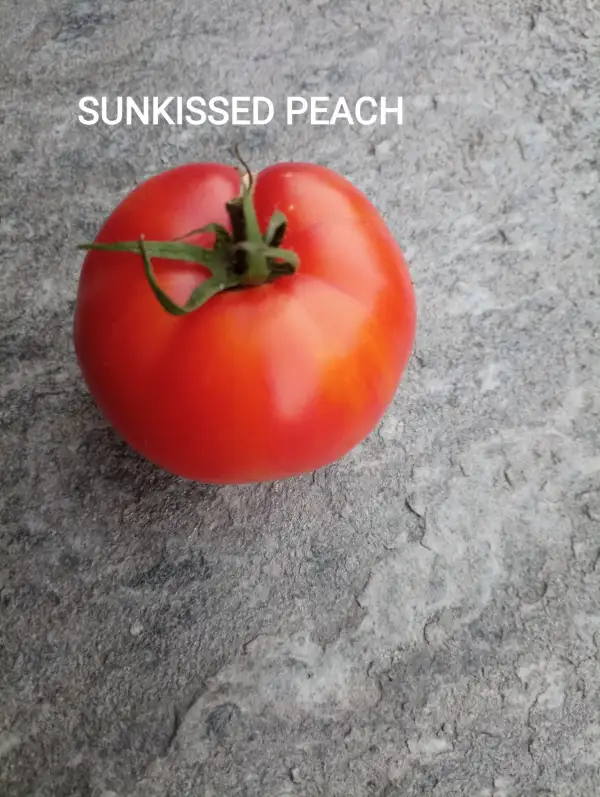 Tomaten: Sunkissed Peach