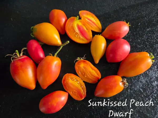 Tomaten: Sunkissed Peach Dwarf