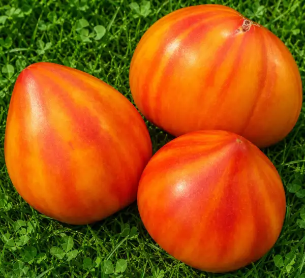Tomaten: Sunny Heart