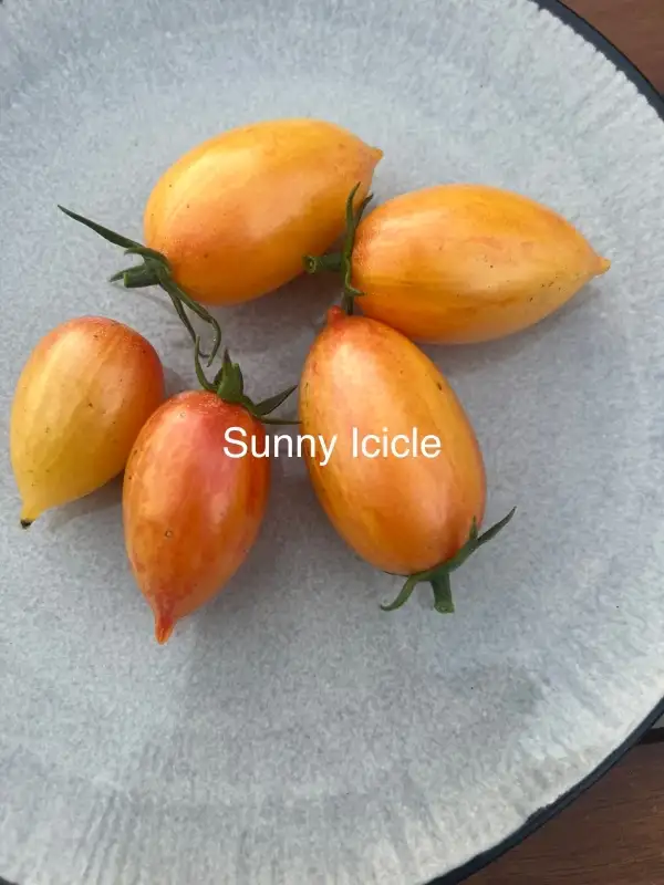 Tomaten: Sunny Icicle