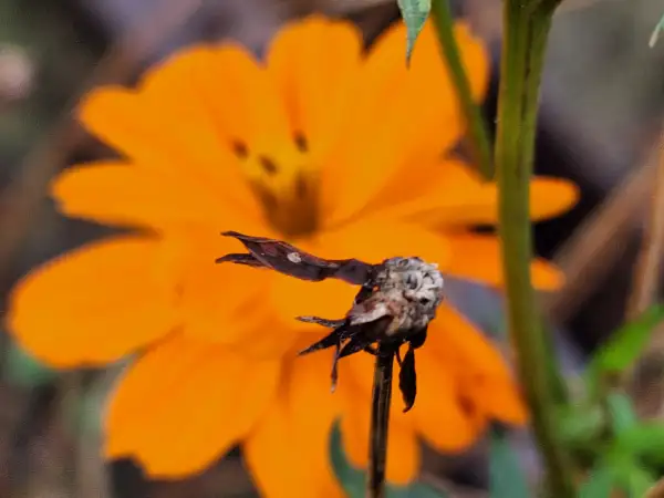 Blumen: Sunny Orange - Cosmea