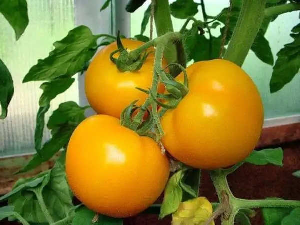 Tomaten: Sunray