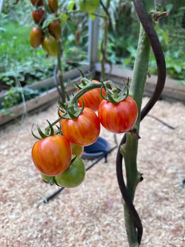 Tomaten: Sunrice Bumblebee