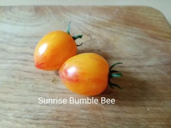 Tomaten: Sunrise Bumble Bee