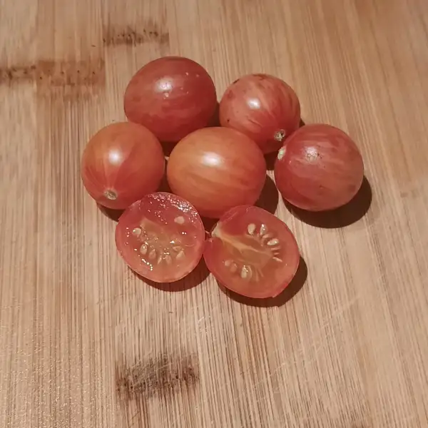 Tomaten: Sunrise Bumble Bee