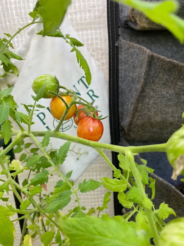 Tomaten: Sunrise Bumblebee