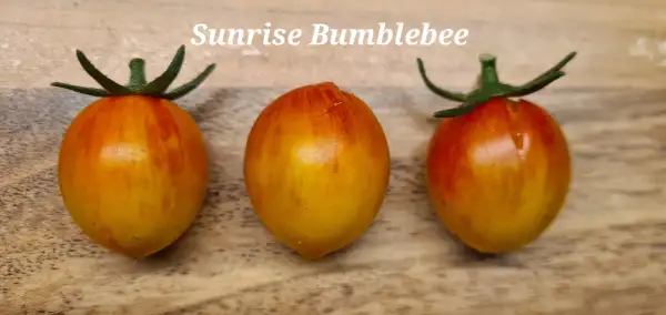 Tomaten: Sunrise Bumblebee