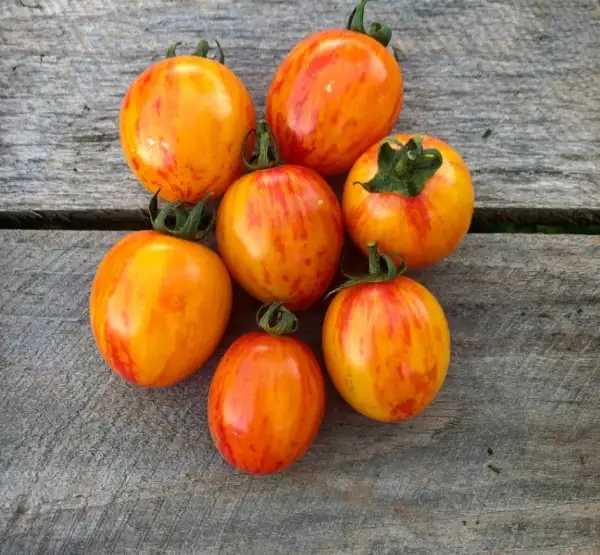 Tomaten: Sunrise Bumblebee