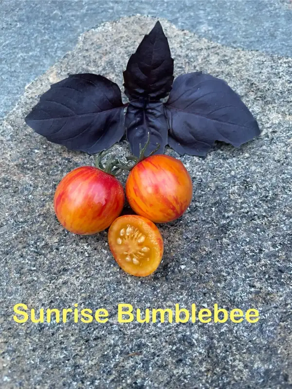 Tomaten: Sunrise Bumblebee