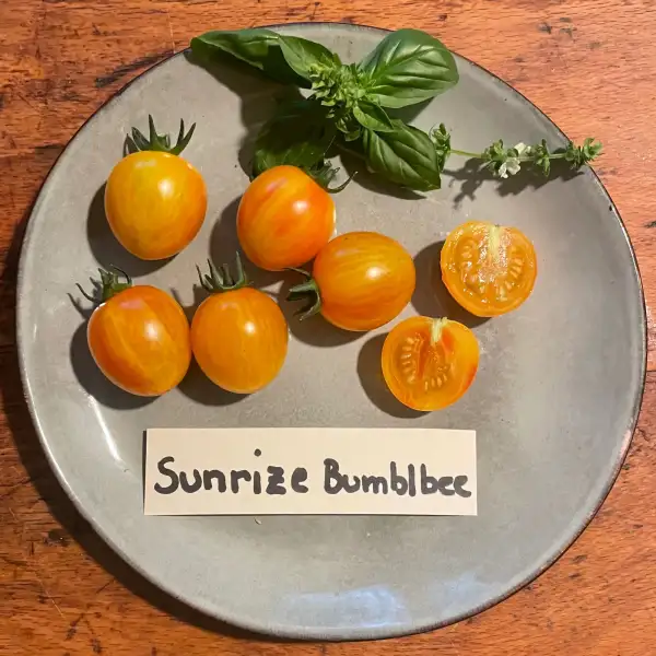 Tomaten: Sunrise Bumblebee