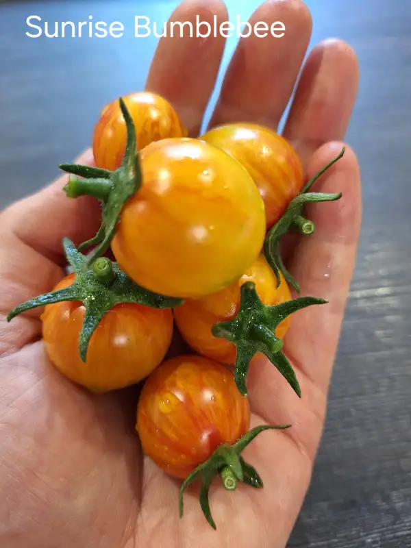 Tomaten: Sunrise Bumblebee