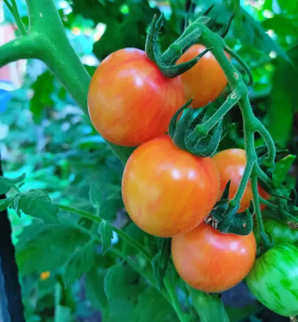 Tomaten: Sunrise Bumblebee