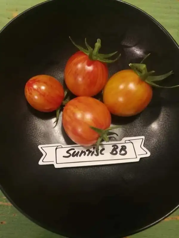 Tomaten: Sunrise Bumblebee