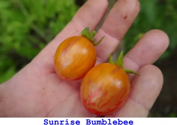 Tomaten: Sunrise Bumblebee