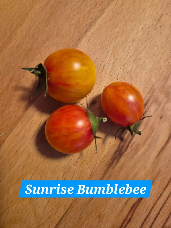 Tomaten: Sunrise Bumblebee