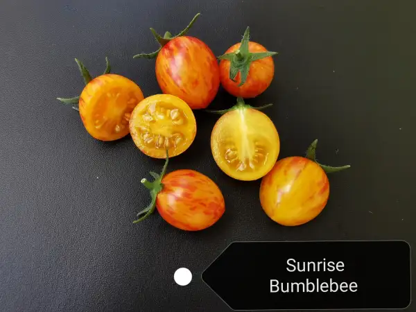 Tomaten: Sunrise Bumblebee